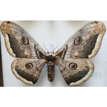 Saturnia pyri (Denis & Schiffermüller, 1775) female Pawica gruszówka ex. ovo Czech 117mm5